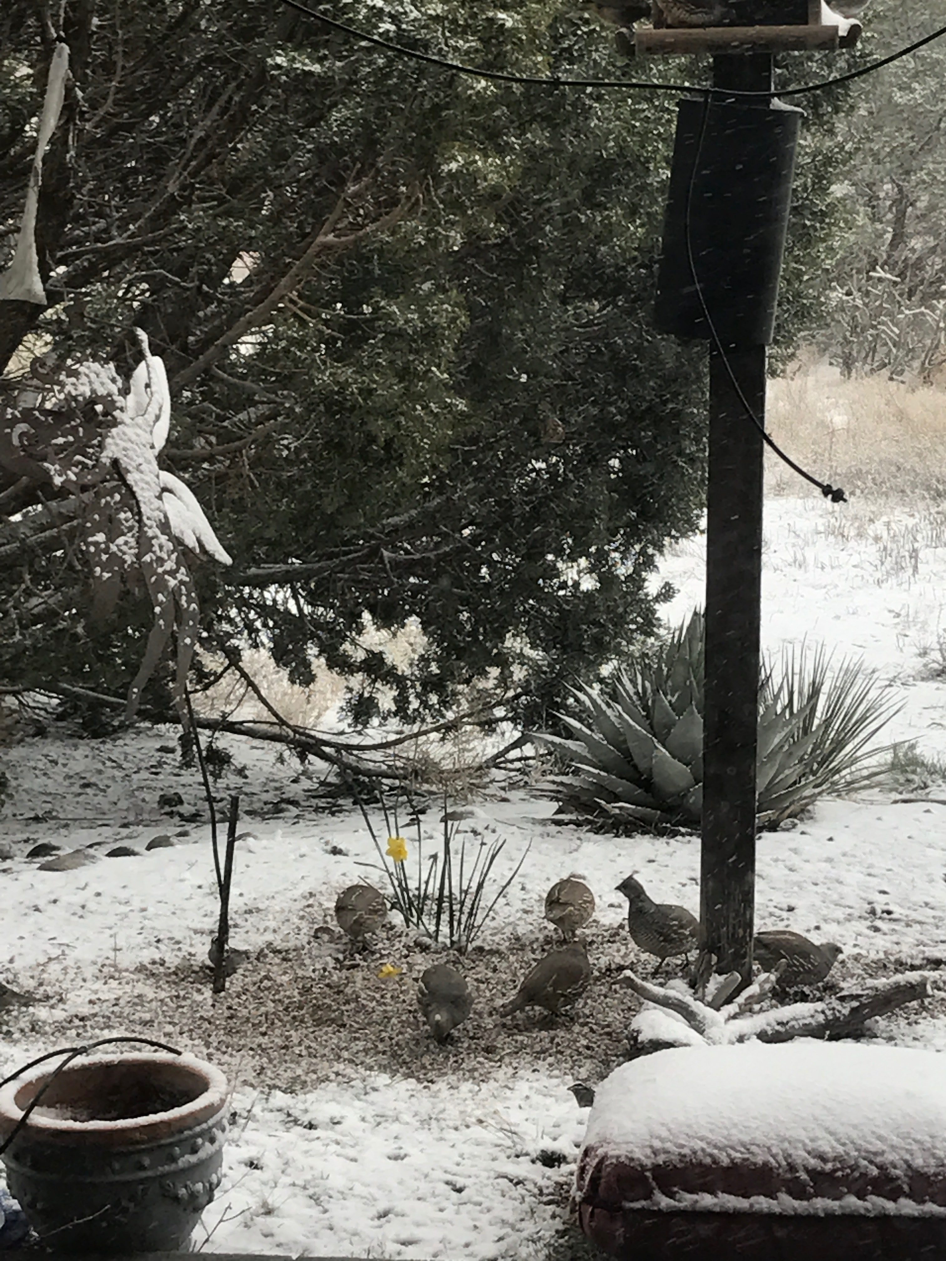 quail scuffing in the April snow for seed